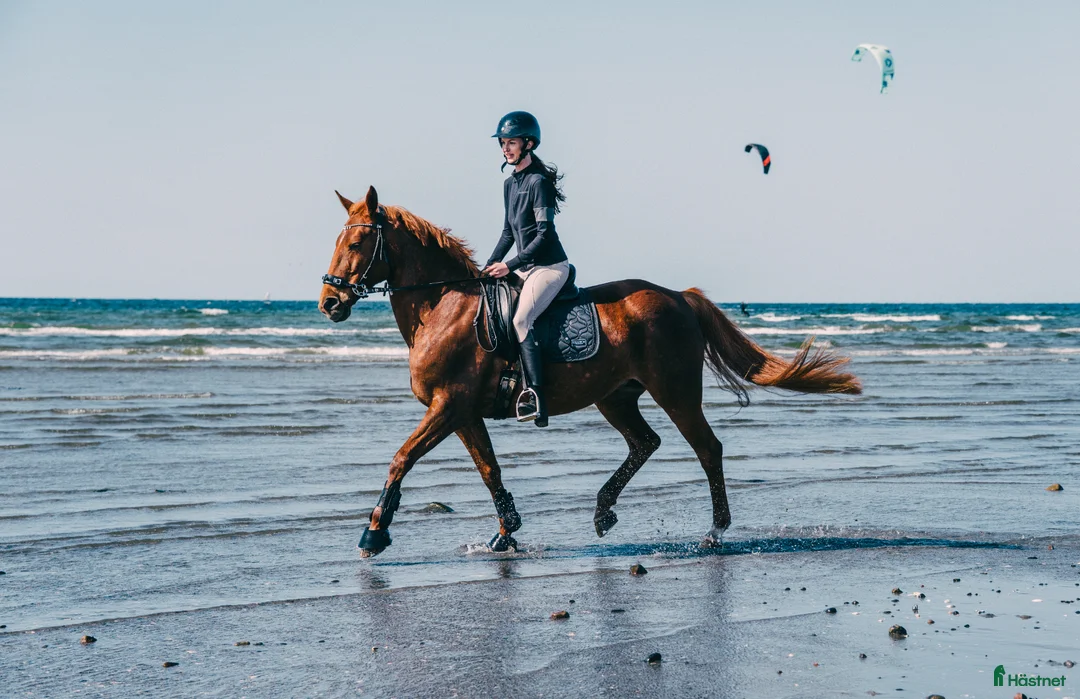 Allround hästar till salu: Lyxig ridtravare - Annons 1