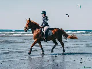 hästar Lyxig ridtravare - Annons 5