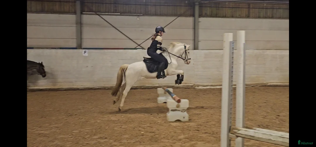 Allround hästar till salu: Speciell sportponny  - Annons 4