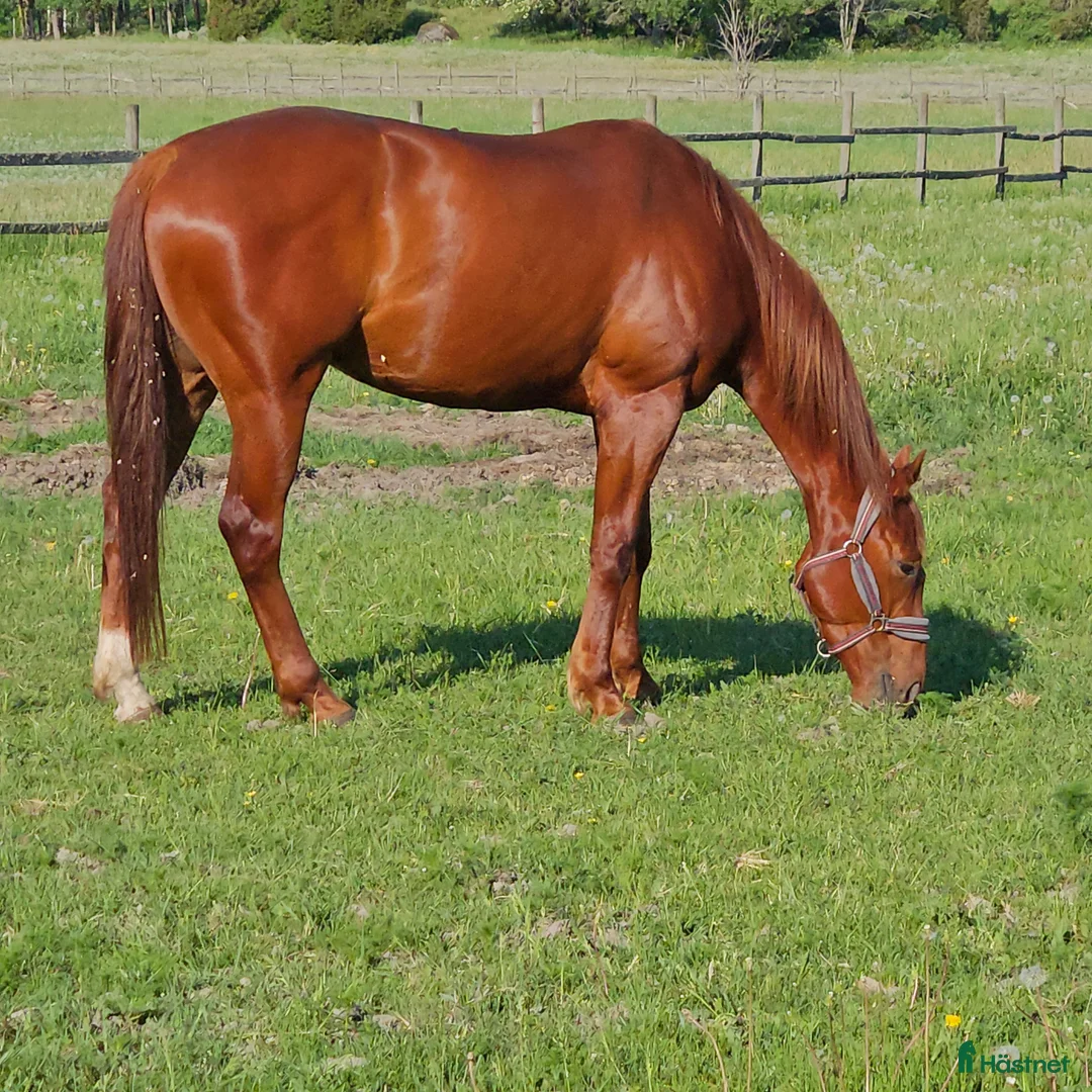 Allround hästar till salu: Trevligt fux fullblod  - Annons 1