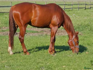 hästar Trevligt fux fullblod - Annons 1