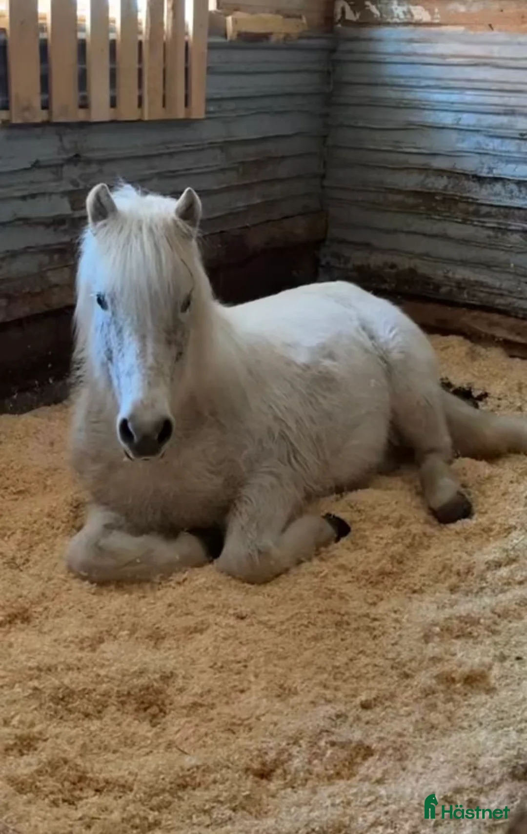 Allround hästar till salu: Sto med potential i Glommersträsk - Annons 2