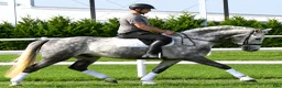 Allround hästar till salu: Presence & Talent - amazing Silesian - Annons 1