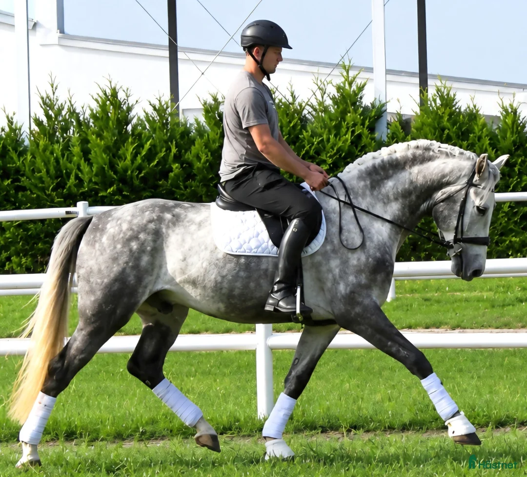 Allround hästar till salu: Presence & Talent - amazing Silesian - Annons 1