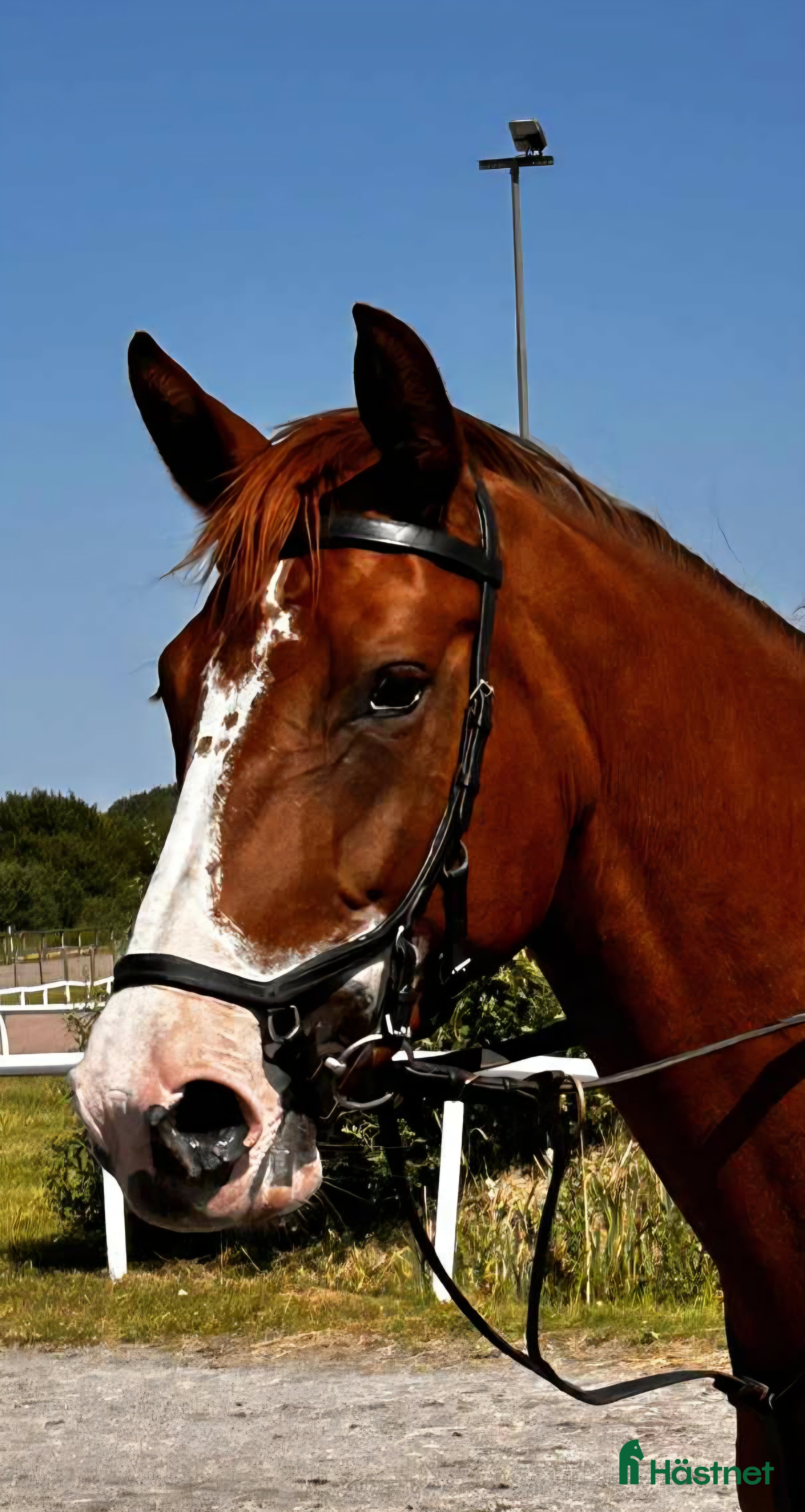 Allround hästar till salu: Hon älskar att hoppa ❤️ i Kungsbacka - Annons 1