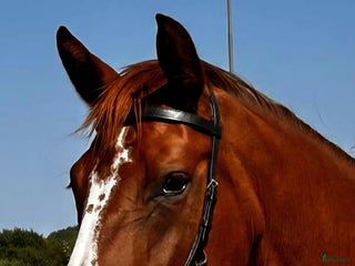 hästar Hon älskar att hoppa ❤️ i Kungsbacka - Annons 19