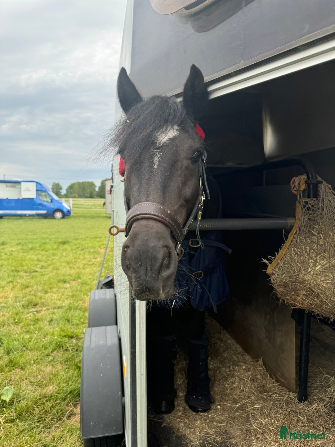 Hoppning hästar till salu: Sockersöt tävlingsponny kat.C - Annons 6