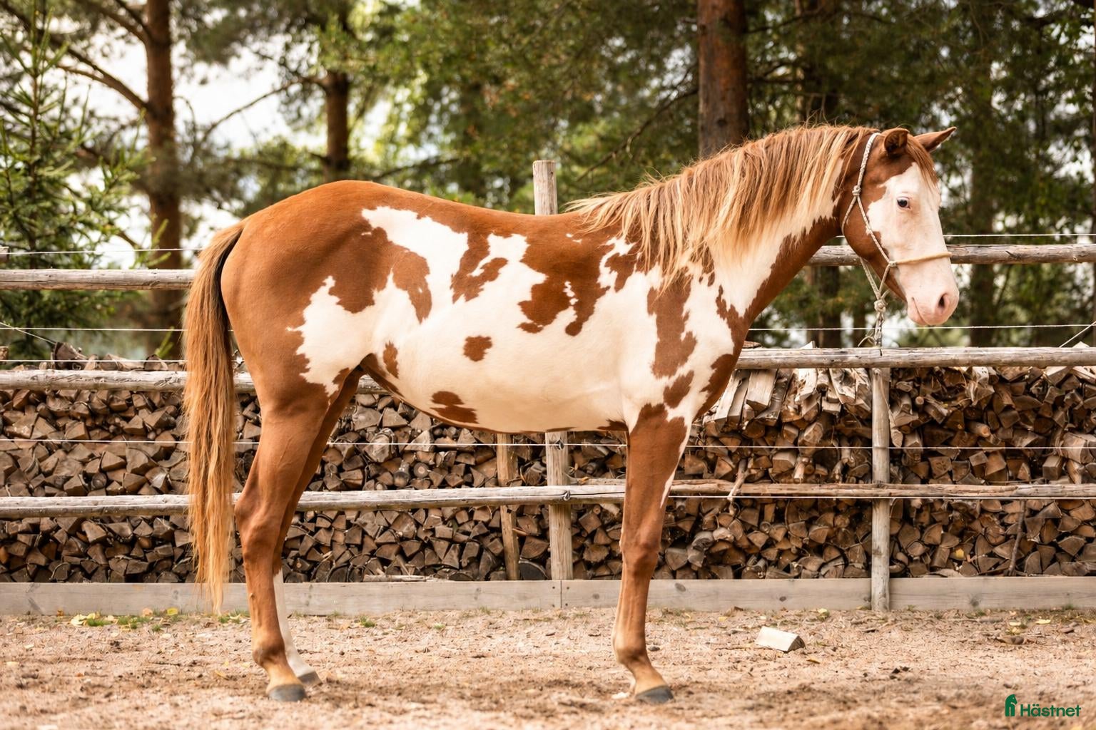 Western hästar till salu: Paint horse sto '24 Overo, Blickfångare !! - Annons 1