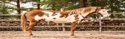 Western hästar till salu: Paint horse sto '24 Overo, Blickfångare !! - Annons 1