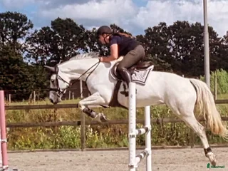 hästservice Nu finns det plats hos mig i Hästveda - Annons 1