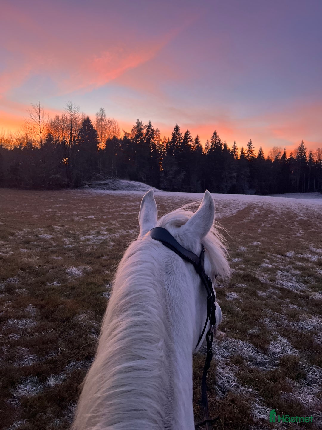 Allround hästar till salu: Connemarakorsning söker bästavän  i Eksjö - Annons 10