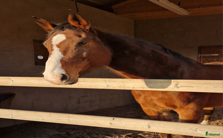  foderhäst Rhianna söker fodervärd/nytt 5 🌟 🏡! i Liatorp - Annons 3