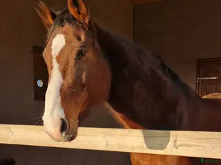 foderhäst Rhianna söker fodervärd/nytt 5 🌟 🏡! - Annons 15