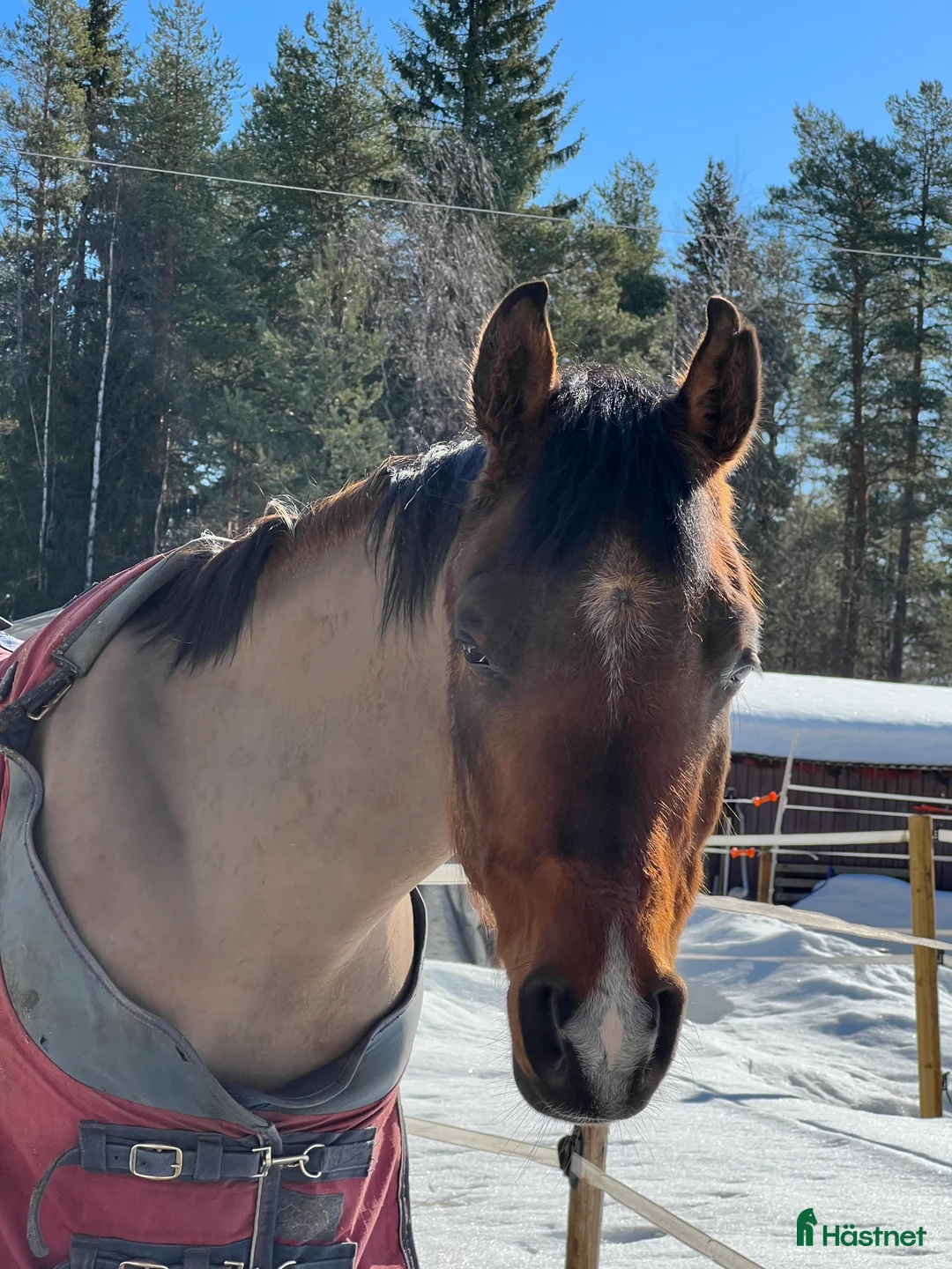 Allround hästar till salu: Snäll 11-årig arabvalack – trevlig hobbyhäst i Boden - Annons 4