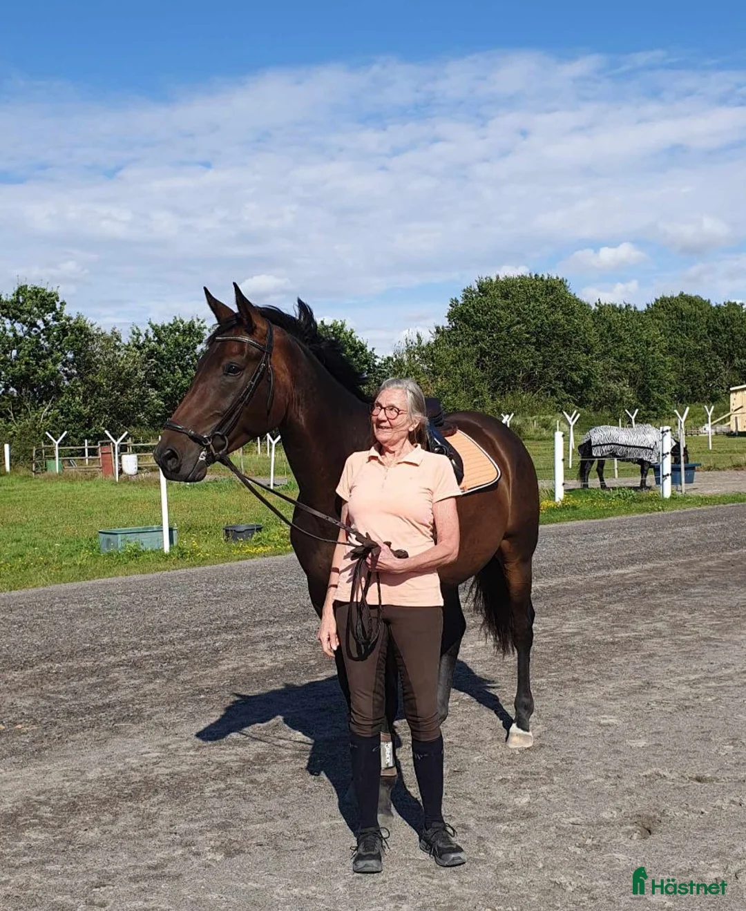 Dressyr hästar till salu: 6 årig valack - Annons 1