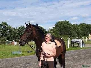 hästar 6 årig valack - Annons 2