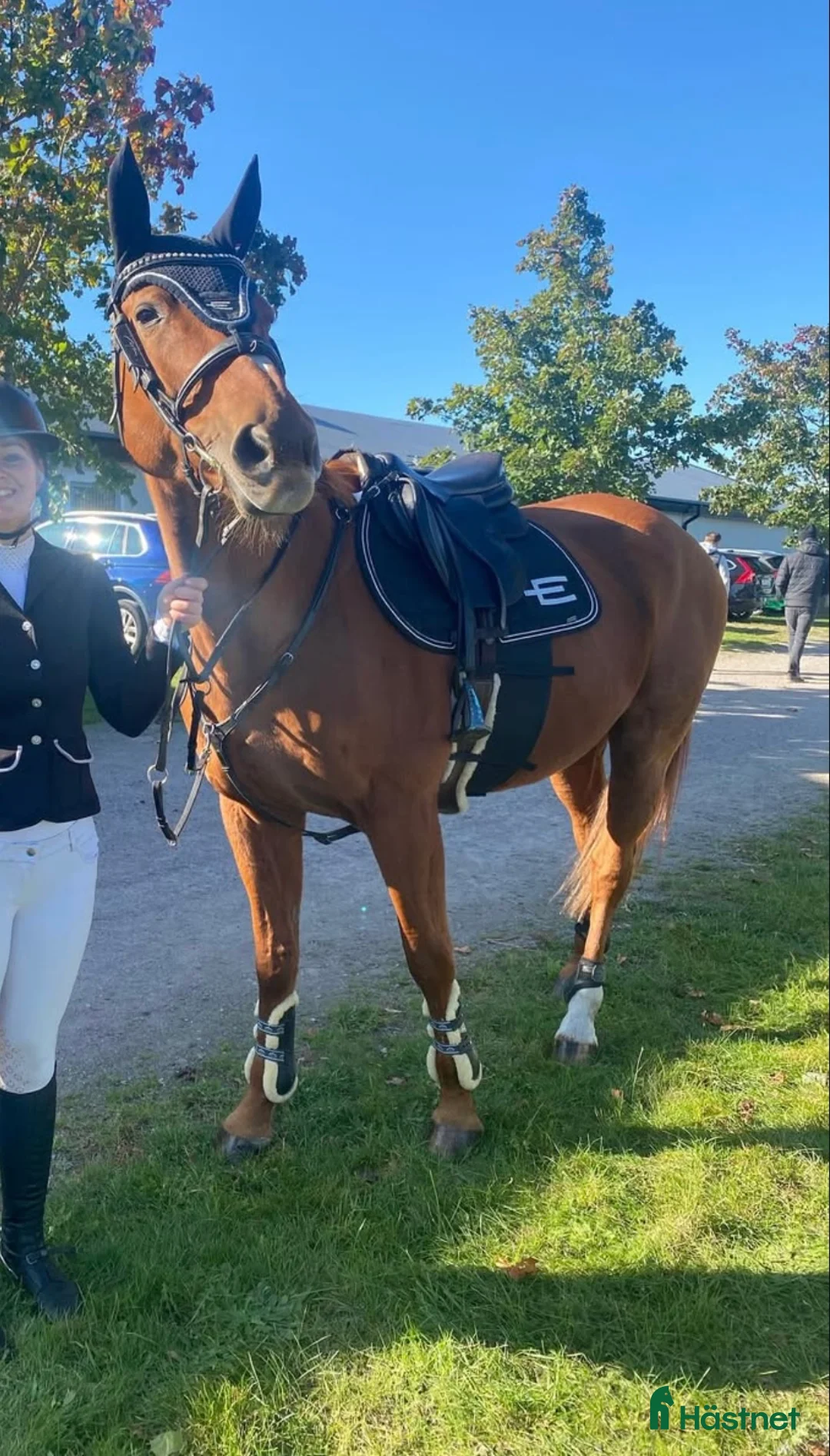 Allround hästar till salu: Fräsch läromästare och bästa vän  i Bergkvara - Annons 1