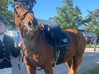 hästar Fräsch läromästare och bästa vän i Bergkvara - Annons 8