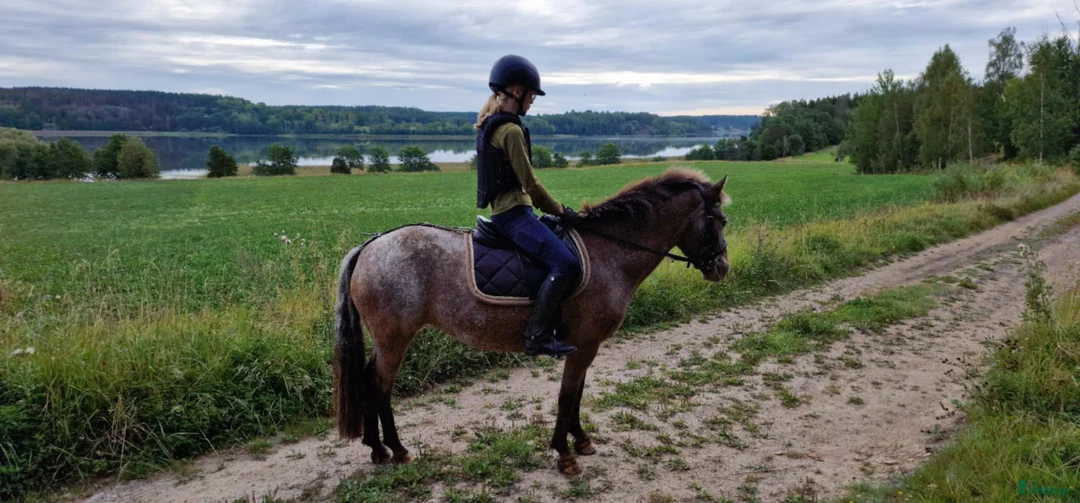 Övrigt hästar till salu: Gotlandsruss  - Annons 1