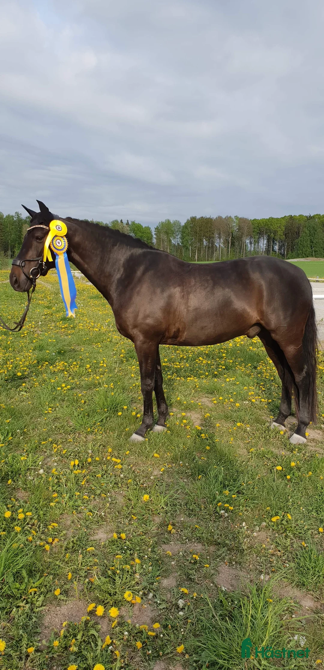 Dressyr hästar till salu: Fantastisk läromästare i Hällefors - Annons 2