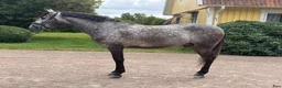 Working Equitation hästar till salu: Superfin PRE valack  - Annons 2