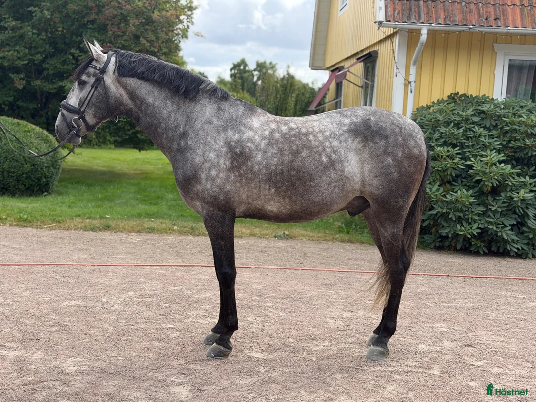 Working Equitation hästar till salu: Superfin PRE valack  - Annons 2