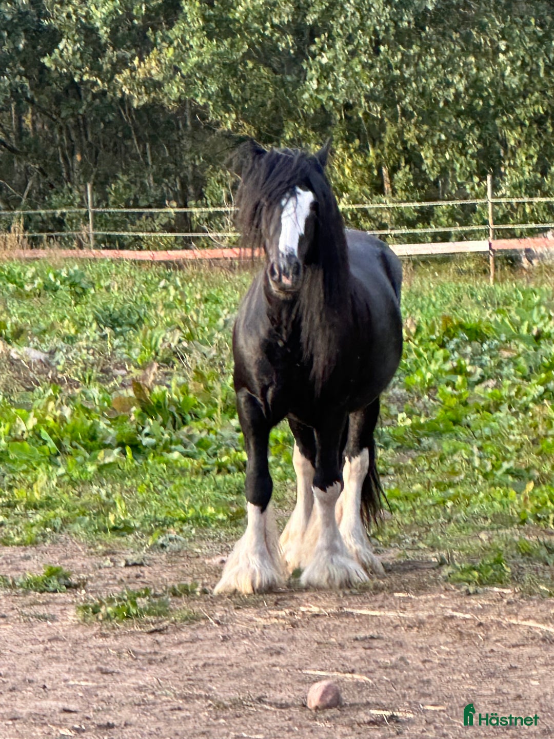 Övrigt hästar till salu: Hingst  i Fliseryd - Annons 2