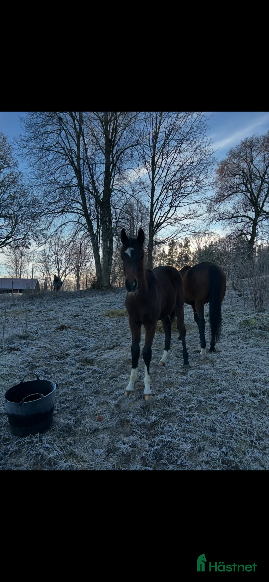 Allround hästar till salu: Trevlig åring - Annons 2