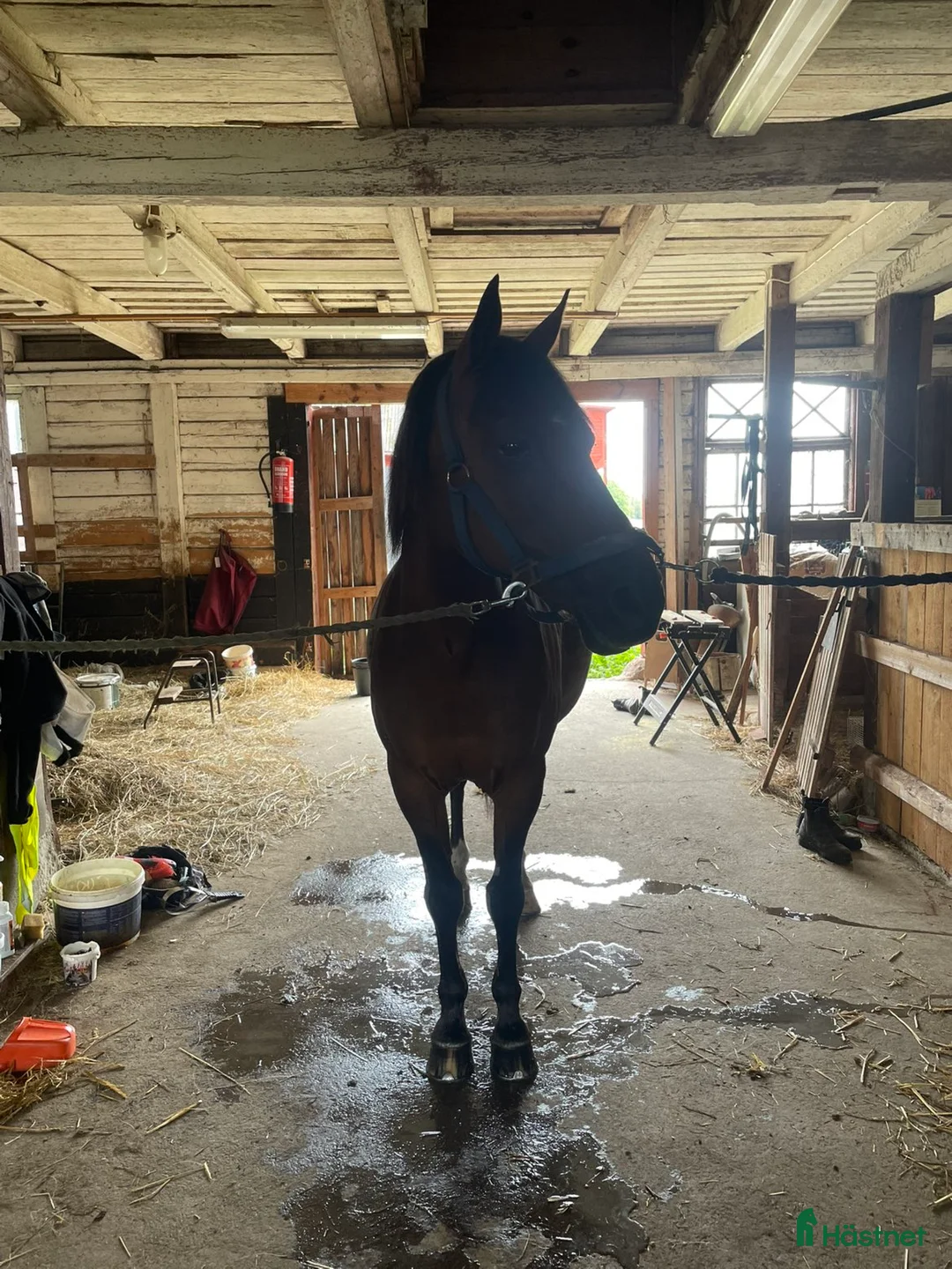 Sällskap hästar till salu: Söker nytt hem med massa mys  - Annons 4