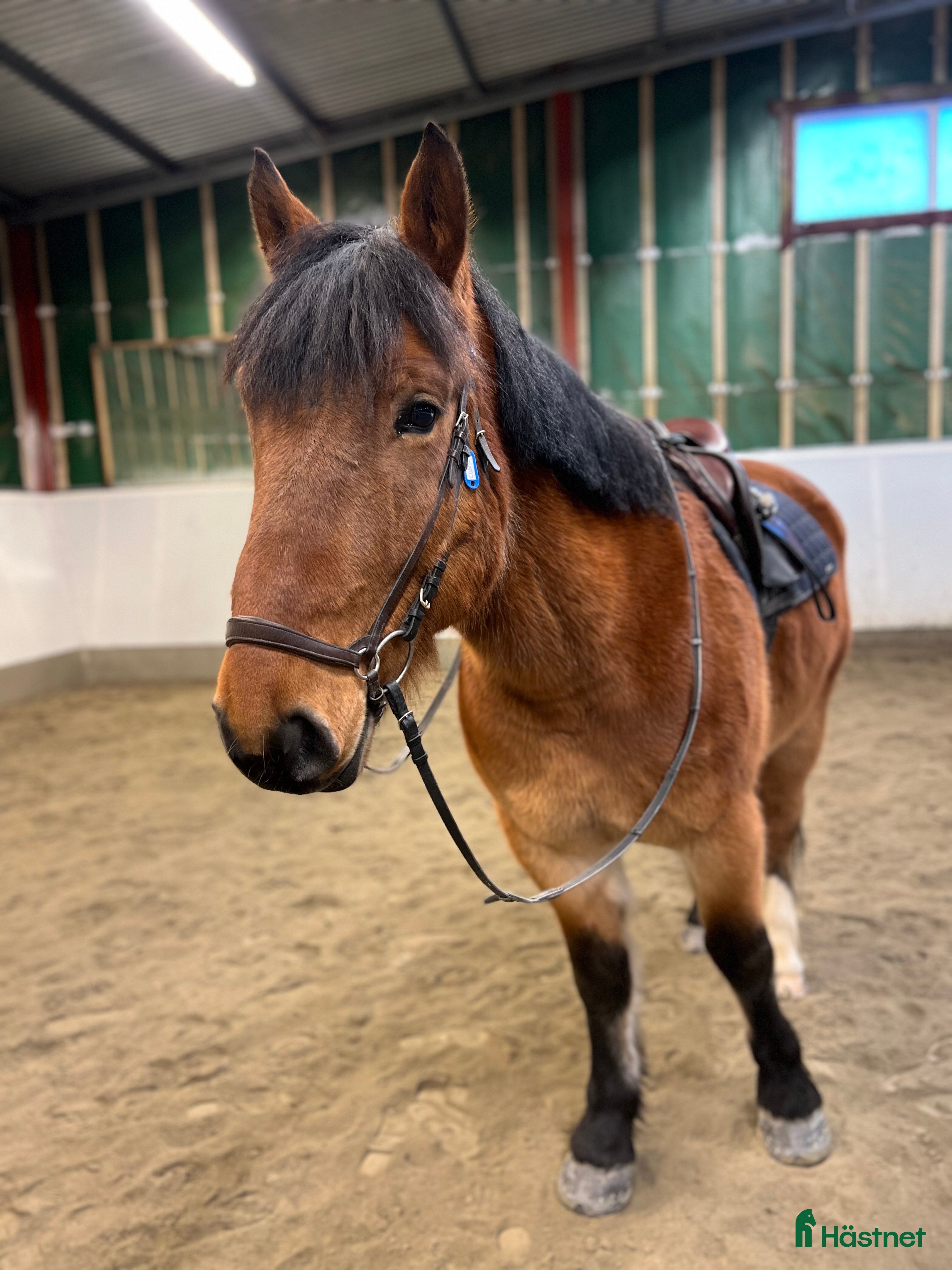  hästar Framtida träning/tävlingskompis i Älvsbyn - Annons 12