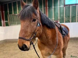 hästar Framtida träning/tävlingskompis i Älvsbyn - Annons 12
