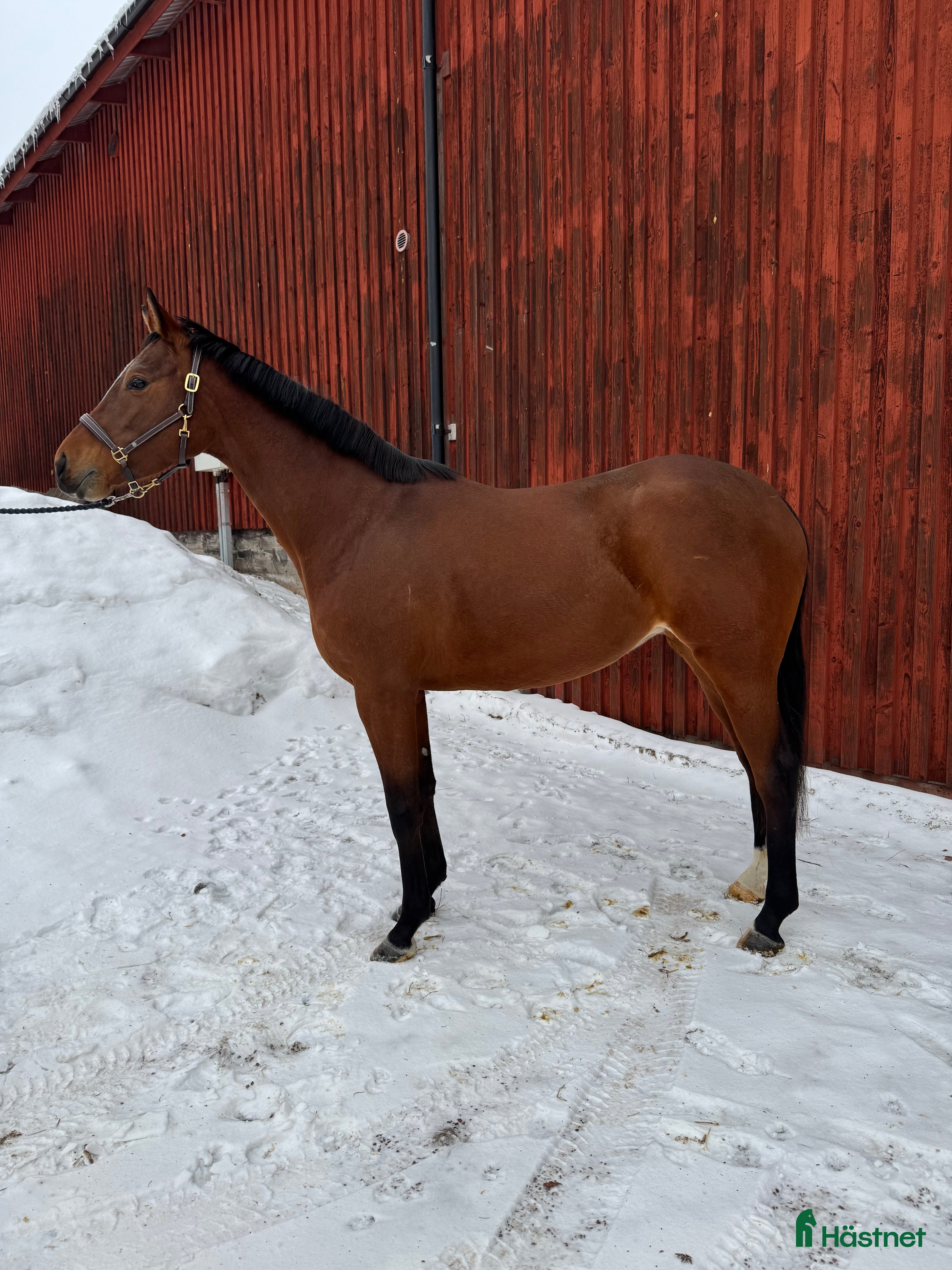  hästar Tillfälle snyggt sto med utstrålning  - Annons 10