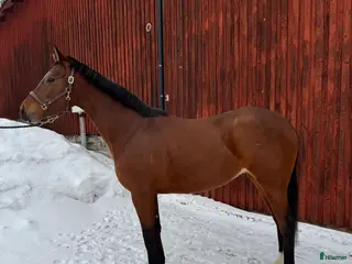 hästar Tillfälle snyggt sto med utstrålning - Annons 10
