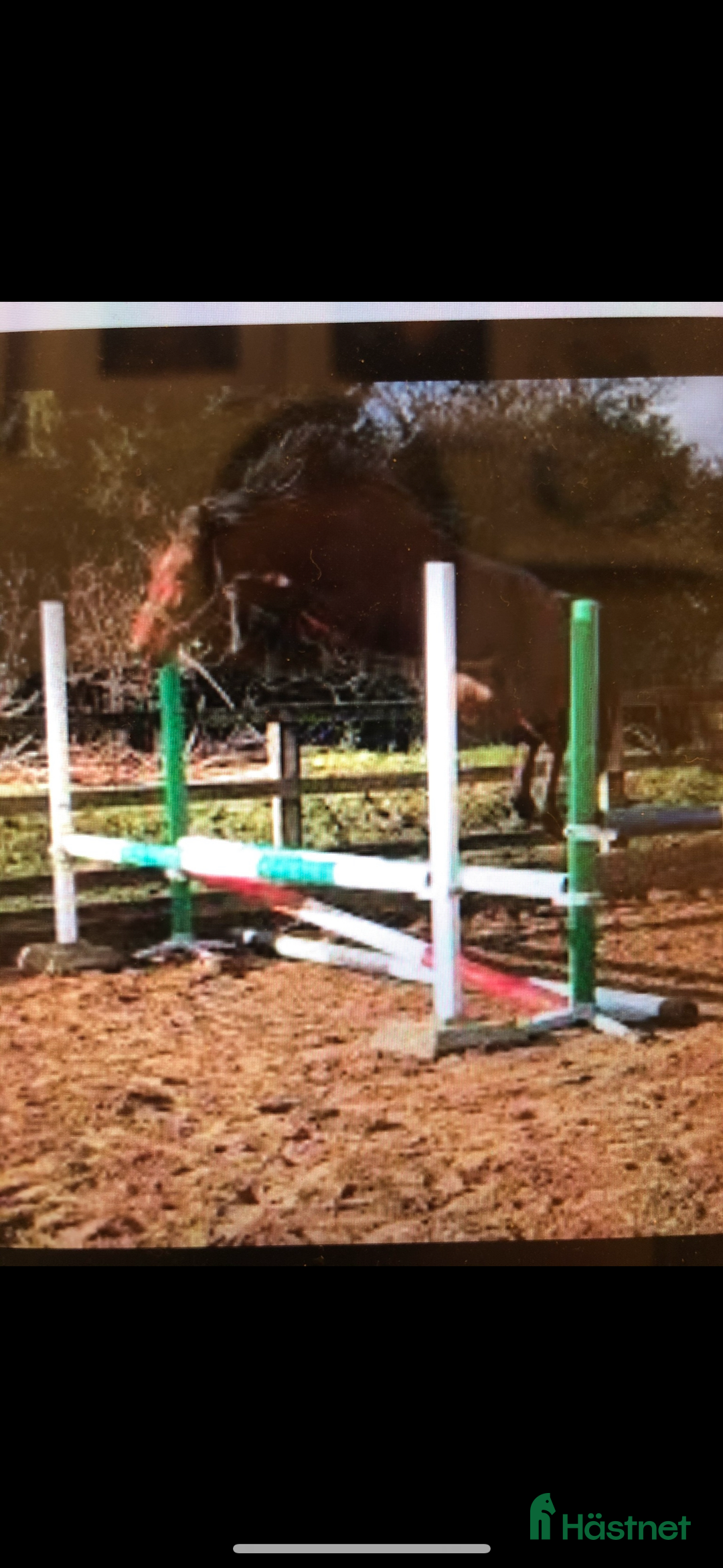 Allround hästar till salu: Ridhäst/avelssto top möderne i Mellerud - Annons 12