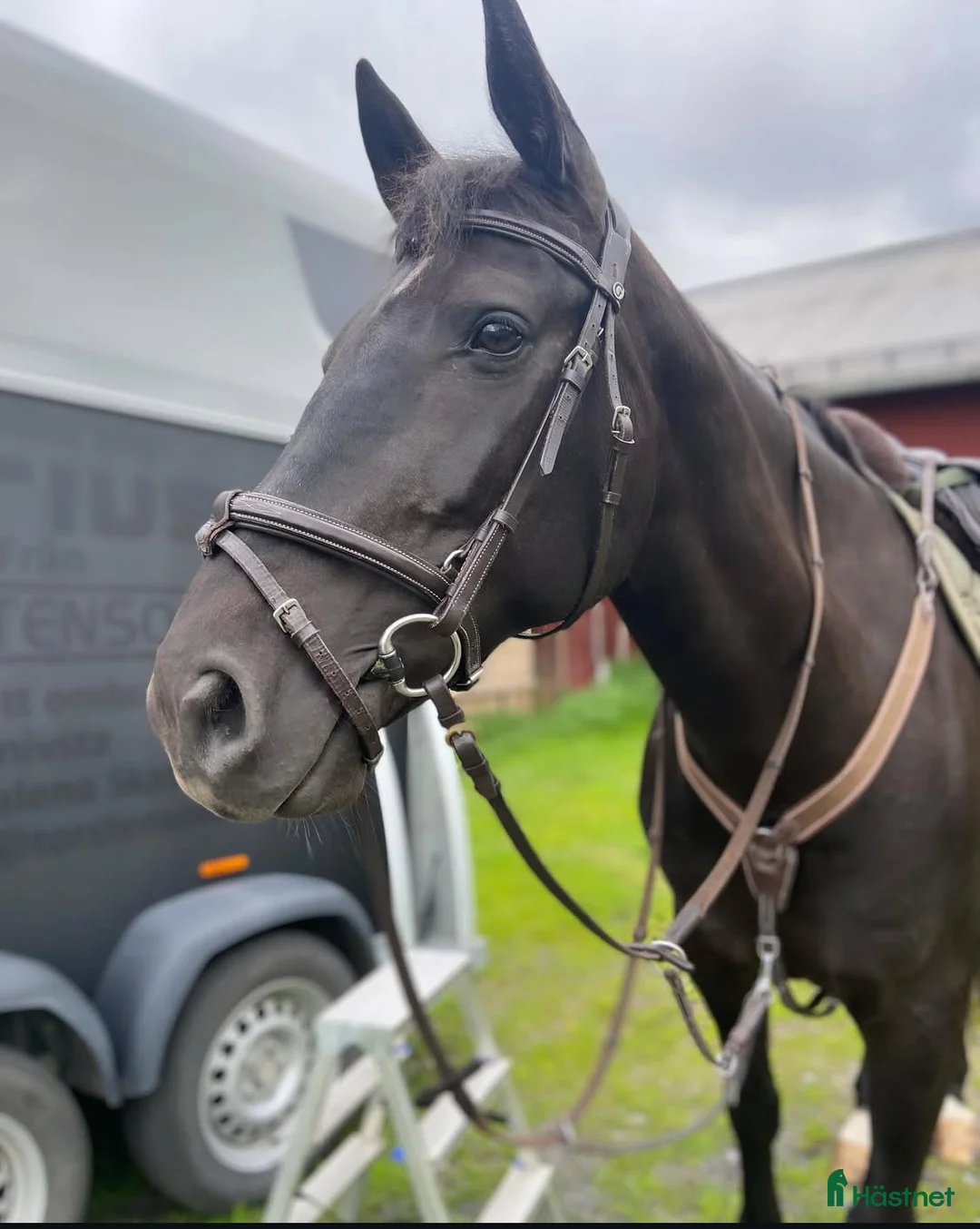 Allround hästar till salu: Vackert sto i Högsjö - Annons 1