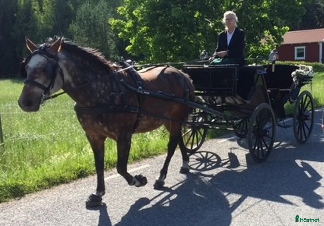 Körvagnar körning till salu: Viktoriavagn, renoverad i mycket gott skick - Annons 9