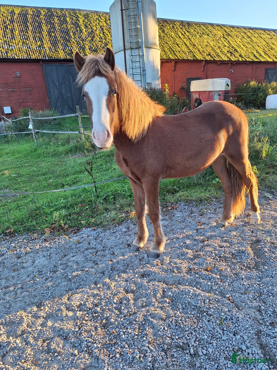 Island hästar till salu: Valack med utstrålning ✨️ i Bräkne-Hoby - Annons 1