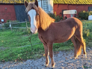 hästar Valack med utstrålning ✨️ i Bräkne-Hoby - Annons 23