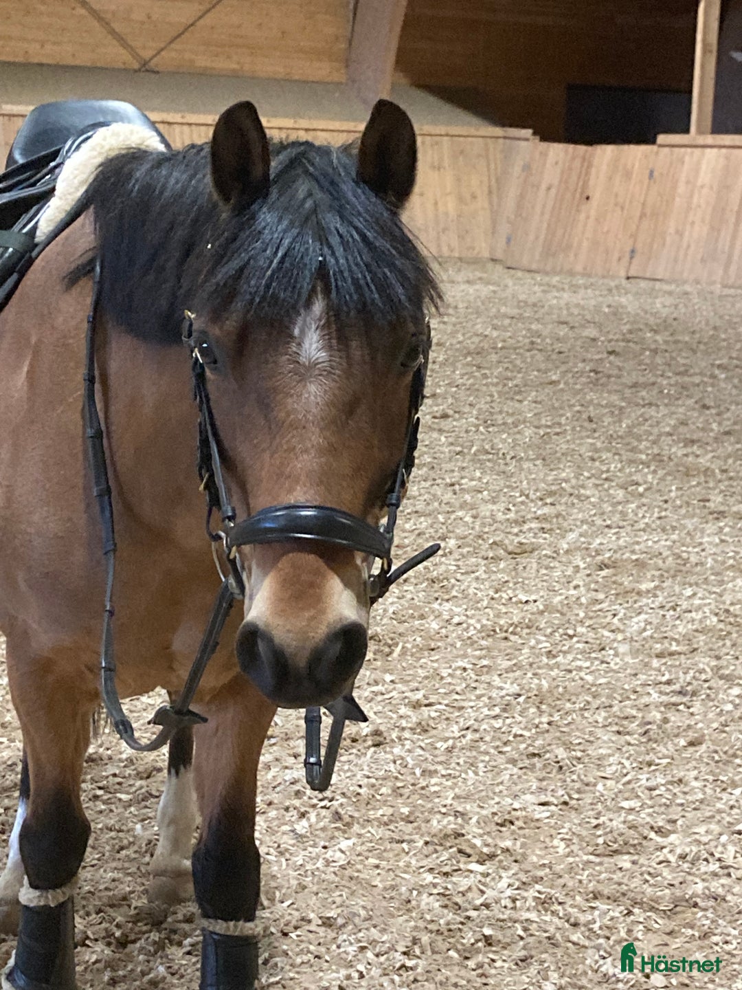 Träns hästutrustning till salu: Träns  i Lidköping - Annons 4