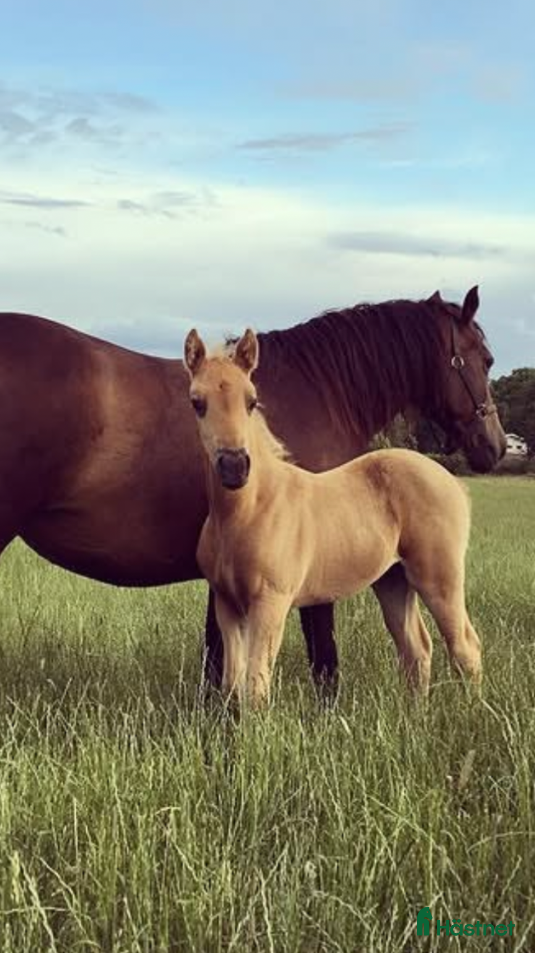 Allround hästar till salu: Gyllene Morganvalack i Vallda - Annons 3