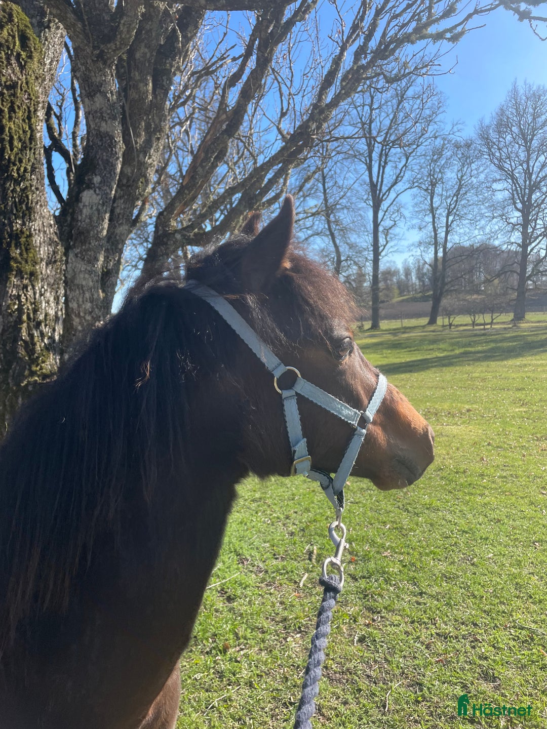 Allround hästar till salu: SUPERFIN New forest-kille till salu! i Hjortkvarn - Annons 2