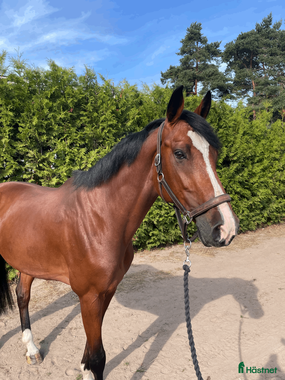 Hoppning hästar till salu: Fantastisk valck för hoppning  - Annons 2