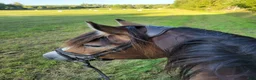 Allround hästar till salu: Kallblodstravare - Annons 2