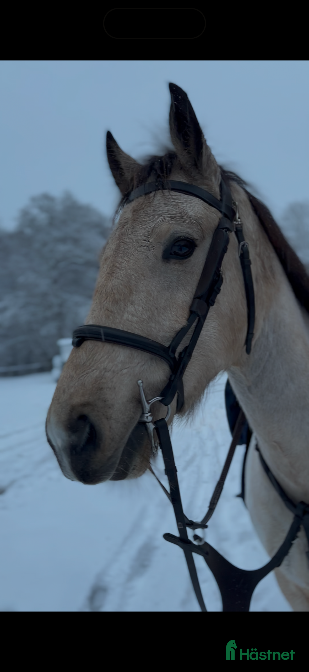 Träns hästutrustning Dyón träns  i Höör - Annons 1