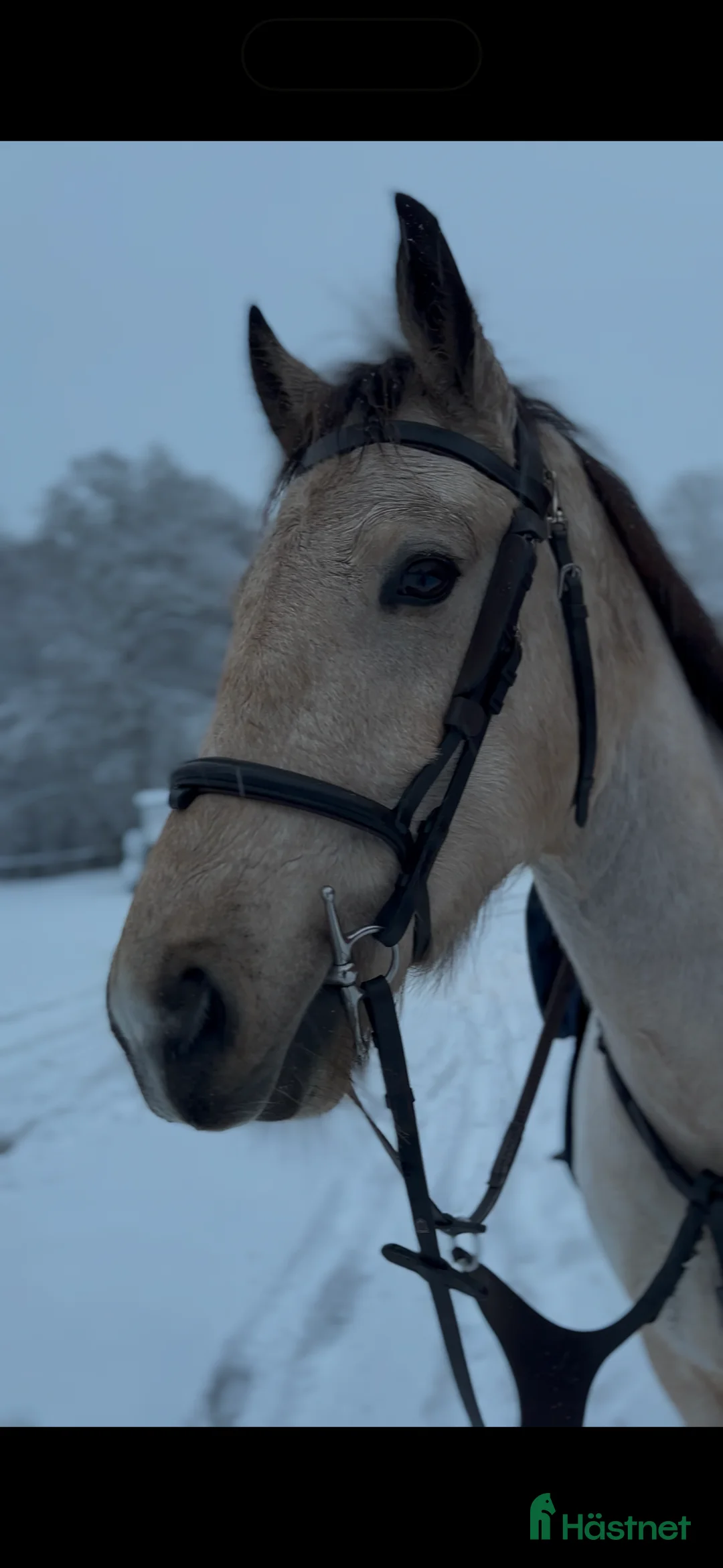 Träns hästutrustning till salu: Dyón träns  i Höör - Annons 1