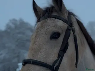 Träns hästutrustning Dyón träns i Höör - Annons 1