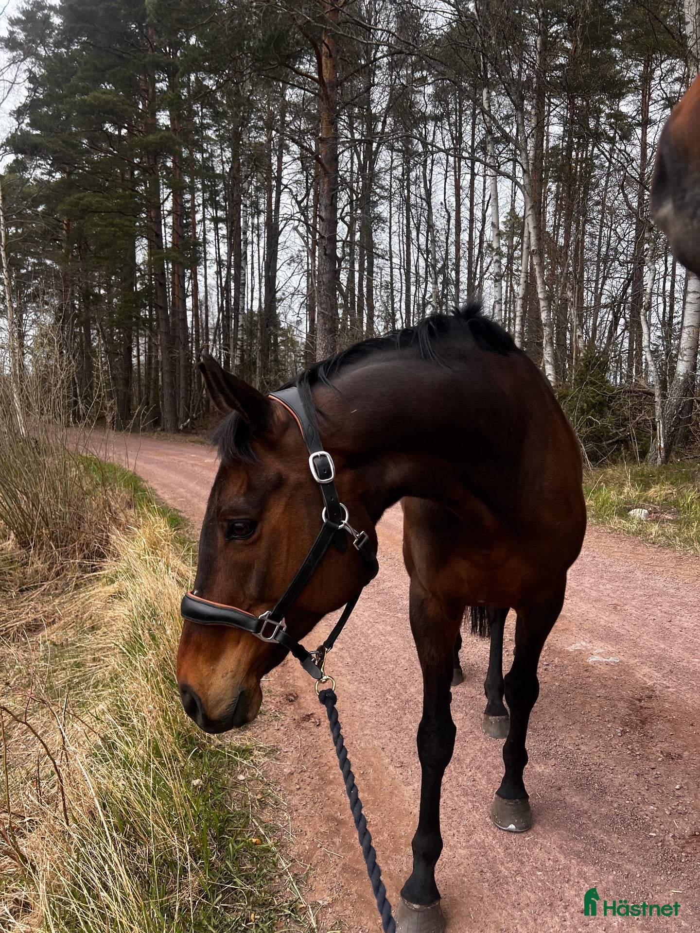  hästar Trevligt allroundsto - Annons 4