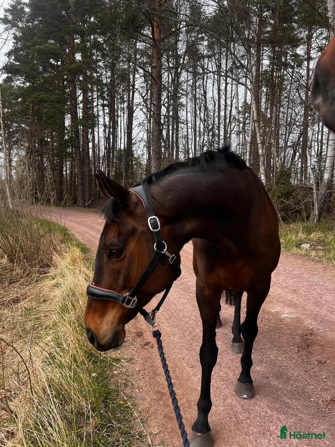 Allround hästar till salu: Trevligt allroundsto - Annons 1
