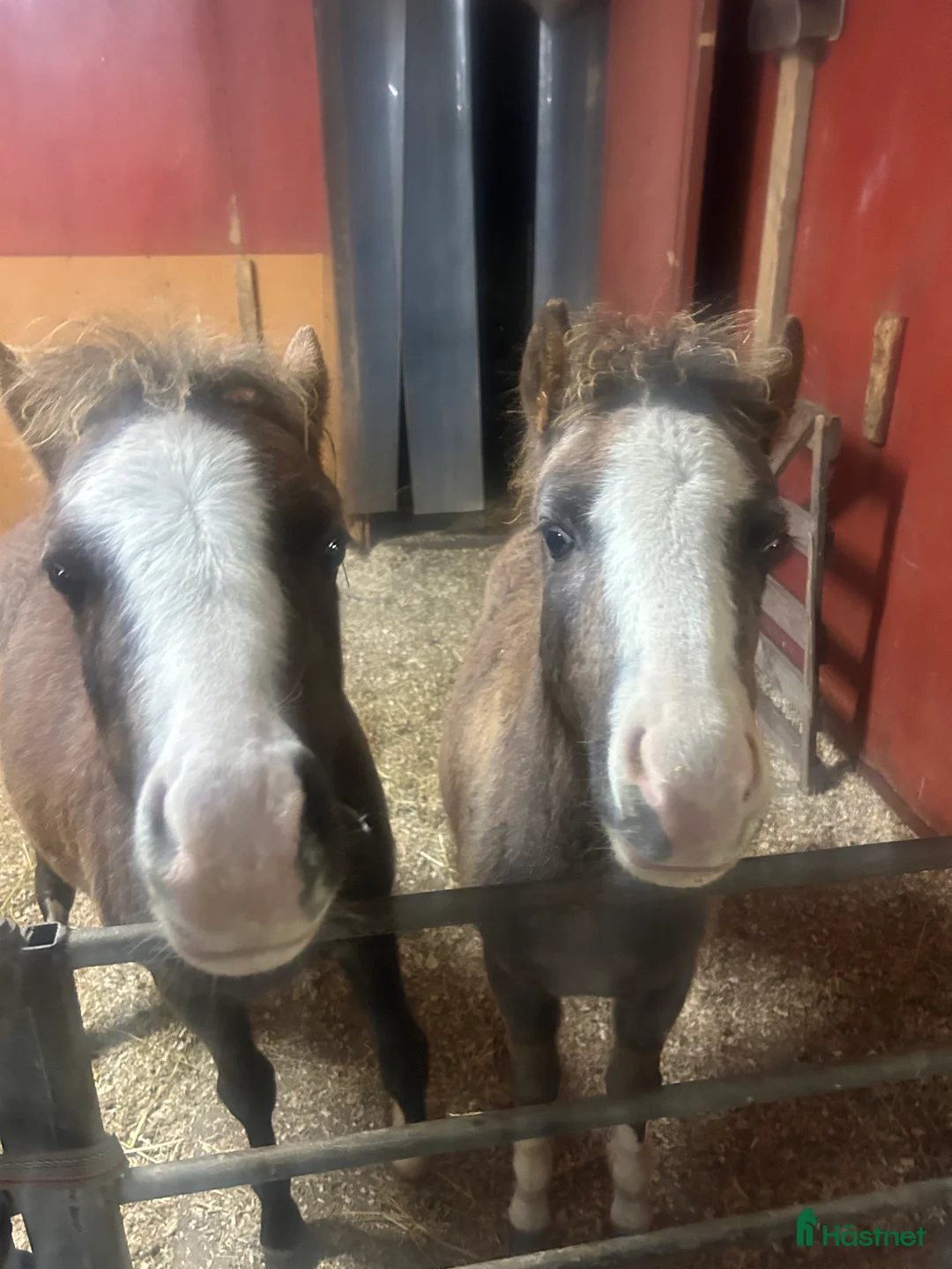 Allround hästar till salu: Sockersöta Welshföl  i Luleå - Annons 4