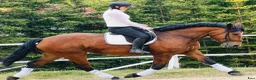 Allround hästar till salu: Magnificent allrounder - unique look - Annons 8